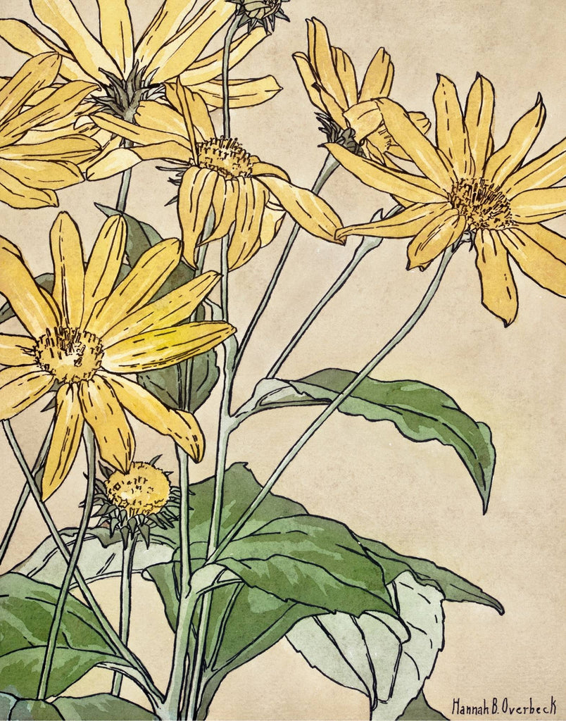 Overbeck - Sunflowers